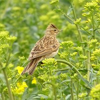 Alauda arvensis Sur le Nature-Guide de RikenMon