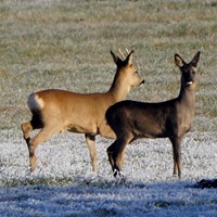 Capreolus capreolus op RikenMon's Natuurgids