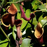 Aristolochia baetica on RikenMon's Nature-Guide