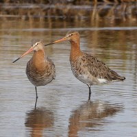 Limosa limosa on RikenMon's Nature-Guide