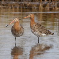 Limosa limosa Em Nature-Guide de RikenMon