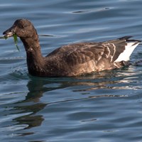 Branta bernicla Auf RikenMons Nature-Guide