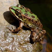 Pelophylax perezi op RikenMon's Natuurgids