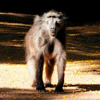 Papio ursinus op RikenMon's Natuurgids