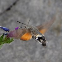 Macroglossum stellatarum su guida naturalistica di RikenMon