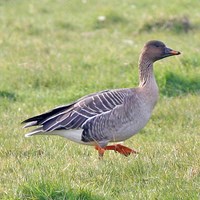 Anser fabalis op RikenMon's Natuurgids