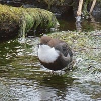 Cinclus cinclus op RikenMon's Natuurgids