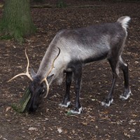 Rangifer tarandus op RikenMon's Natuurgids