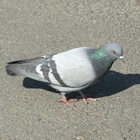 Columba livia En la Guía-Naturaleza de RikenMon