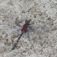 Leucorrhinia dubia su guida naturalistica di RikenMon