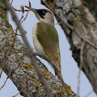 Picus viridis su guida naturalistica di RikenMon