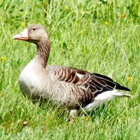 Anser anser op RikenMon's Natuurgids