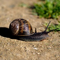 Cornu aspersum Auf RikenMons Nature-Guide