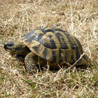 Testudo hermanni op RikenMon's Natuurgids