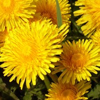 Taraxacum officinale  在RikenMon的自然指南