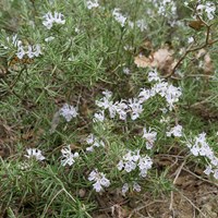 Rosmarinus officinalis Sur le Nature-Guide de RikenMon