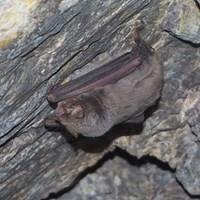 Miniopterus schreibersii su guida naturalistica di RikenMon