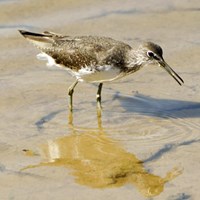 Tringa ochropus En la Guía-Naturaleza de RikenMon