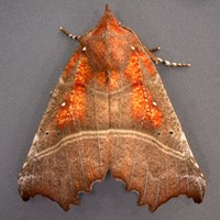 Scoliopteryx libatrix 在RikenMon的自然指南