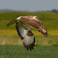 Buteo buteo 在RikenMon的自然指南