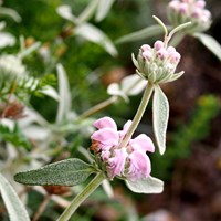 Phlomis purpurea Sur le Nature-Guide de RikenMon