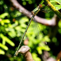 Lestes viridis Em Nature-Guide de RikenMon