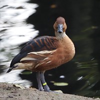 Dendrocygna bicolor op RikenMon's Natuurgids