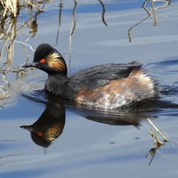 Podiceps nigricollis op RikenMon's Natuurgids