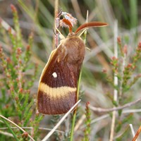 Lasiocampa quercus su guida naturalistica di RikenMon