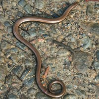 Anguis fragilis op RikenMon's Natuurgids