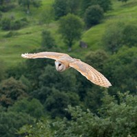 Tyto alba Em Nature-Guide de RikenMon