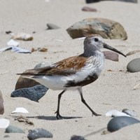 Calidris alpina 在RikenMon的自然指南