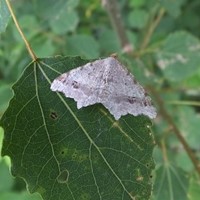 Macaria alternata su guida naturalistica di RikenMon