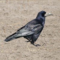 Corvus frugilegus En la Guía-Naturaleza de RikenMon