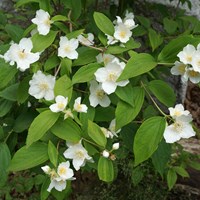 Philadelphus coronarius En la Guía-Naturaleza de RikenMon