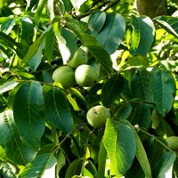 Juglans regia su guida naturalistica di RikenMon