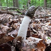 Phallus impudicus En la Guía-Naturaleza de RikenMon