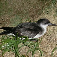 Puffinus puffinus Em Nature-Guide de RikenMon