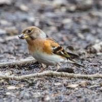 Fringilla montifringilla su guida naturalistica di RikenMon