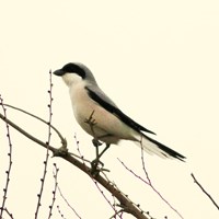 Lanius minor su guida naturalistica di RikenMon