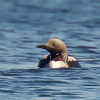 Gavia arctica En la Guía-Naturaleza de RikenMon