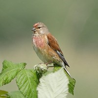 Carduelis cannabina su guida naturalistica di RikenMon