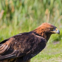 Aquila chrysaetos Em Nature-Guide de RikenMon