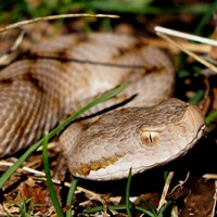 Vipera aspis Auf RikenMons Nature-Guide