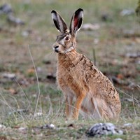 Lepus europaeus En la Guía-Naturaleza de RikenMon