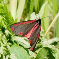 Tyria jacobaeae En la Guía-Naturaleza de RikenMon