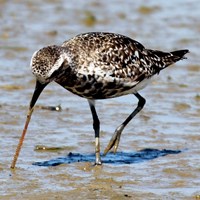 Pluvialis squatarola Sur le Nature-Guide de RikenMon