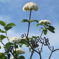 Viburnum lantana на Nature-Guide RikenMon в