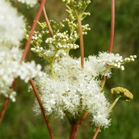 Filipendula ulmaria En la Guía-Naturaleza de RikenMon