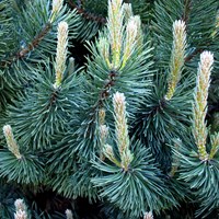 Pinus mugo на Nature-Guide RikenMon в